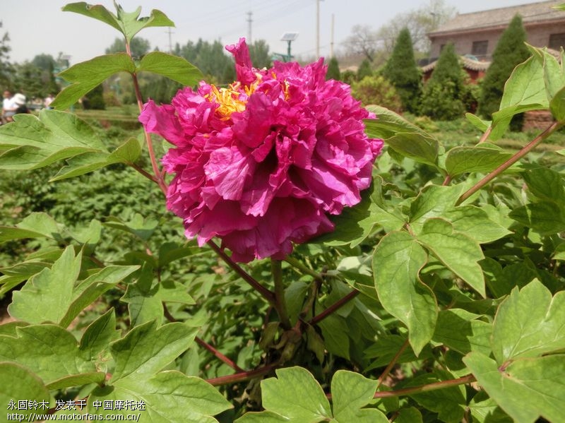 2015古县牡丹节 - 山西摩友交流区 - 摩托车论坛