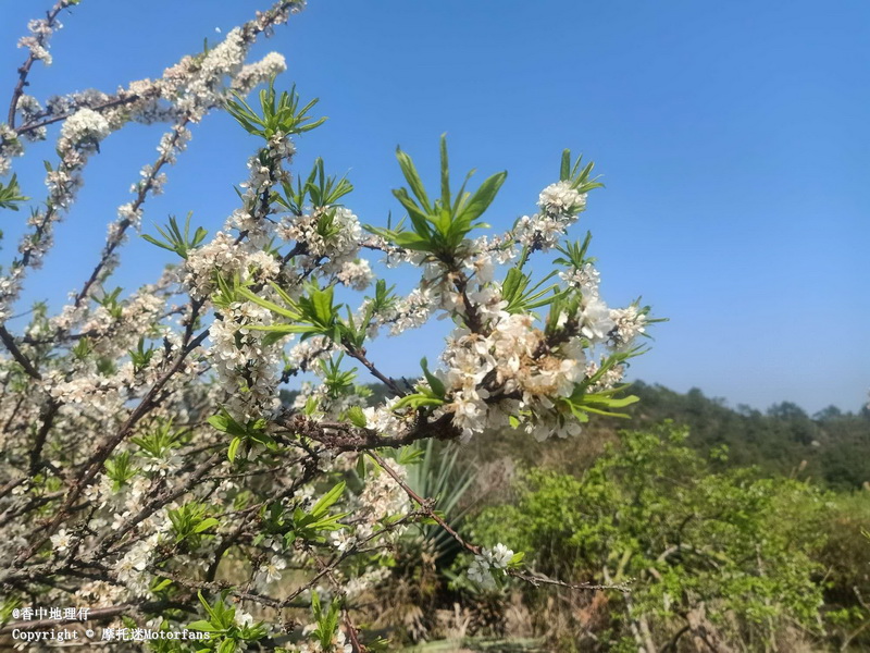 封开麒麟山李花