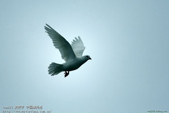 和平鸽. - 心情故事 - 摩托车论坛 - 中国第一摩托