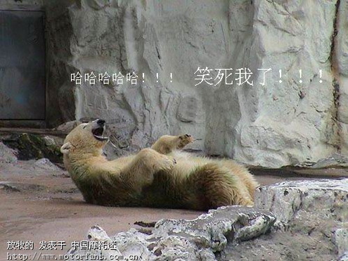 刺猬 - 摩托迷水吧 - 摩托车论坛 - 中国第一摩托