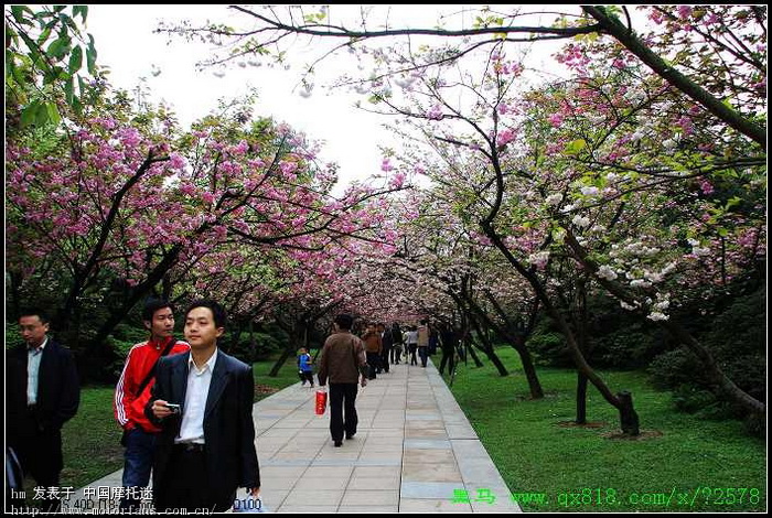 重庆时尚婚纱照_重庆南山樱花婚纱照(3)