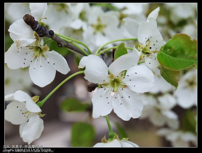 带老婆游青海小江南--贵德(2009年4月25日第4