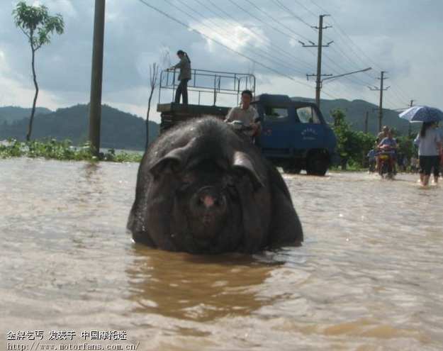 6.13日广西鹿寨县水灾报道!(一孤客天涯家乡) 