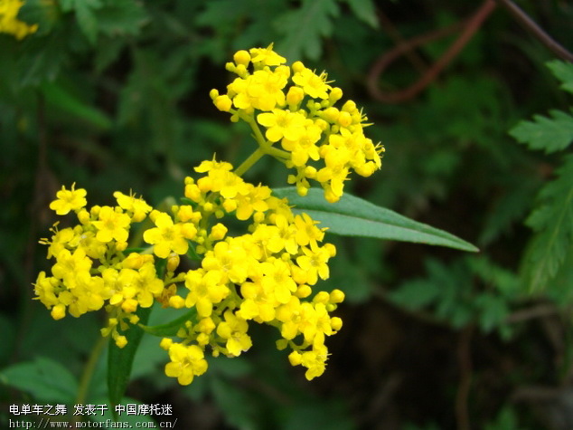 五花牛是什么牌型图片_牛铺是什么