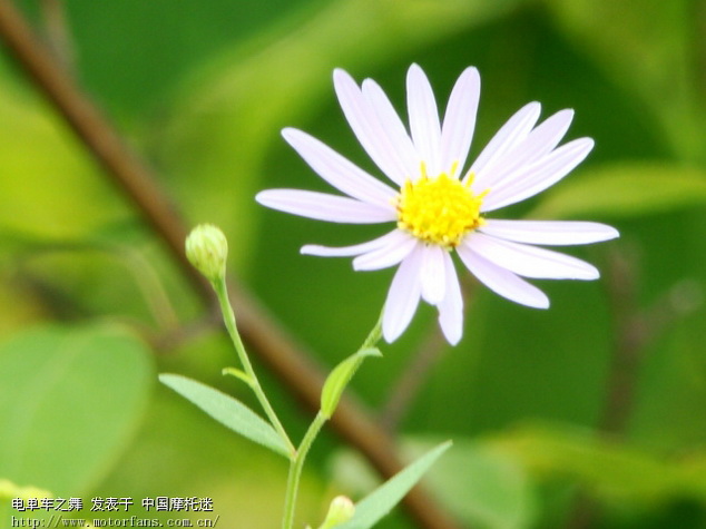 五花牛是什么牌型图片_牛铺是什么