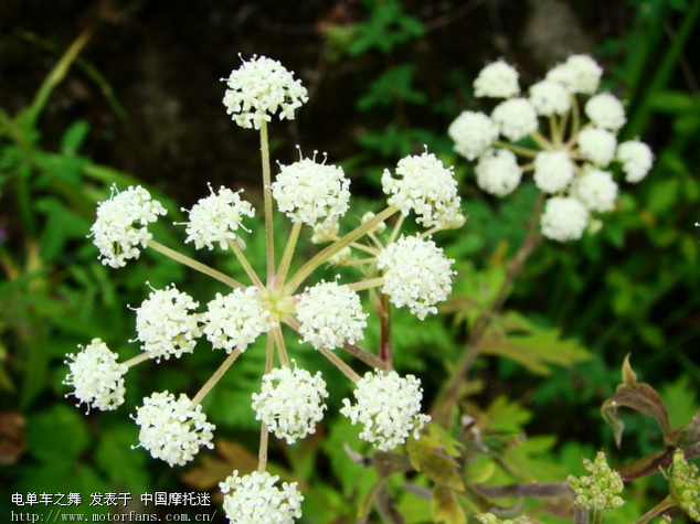 五花牛是什么牌型图片_牛铺是什么