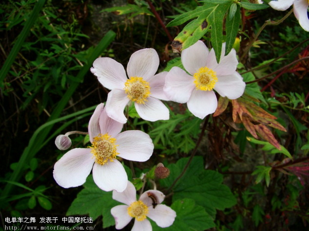 五花牛是什么牌型图片_牛铺是什么