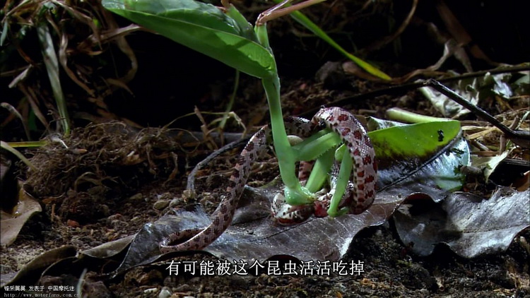 再发螳螂吃蛇 1080P高清截图 - 摩托迷水吧 - 摩托车论坛 - 中国第一摩托车论坛 - 摩旅进行到底!