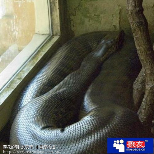 我没有驾照能骑摩托车吗 - 踏板论坛 - 摩托车论