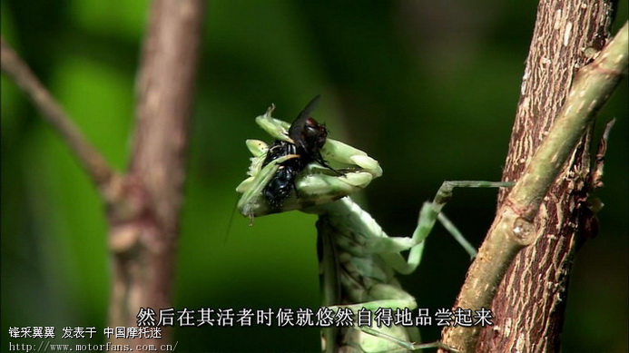 再发螳螂吃蛇 1080P高清截图 - 摩托迷水吧 - 摩托车论坛 - 中国第一摩托车论坛 - 摩旅进行到底!