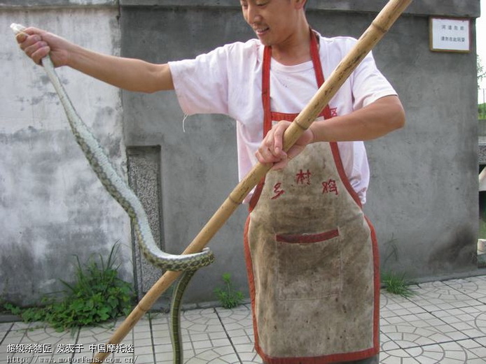 他到死之前都后悔没遇上青蛙!现在没有机会了