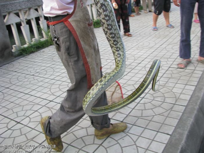 他到死之前都后悔没遇上青蛙!现在没有机会了