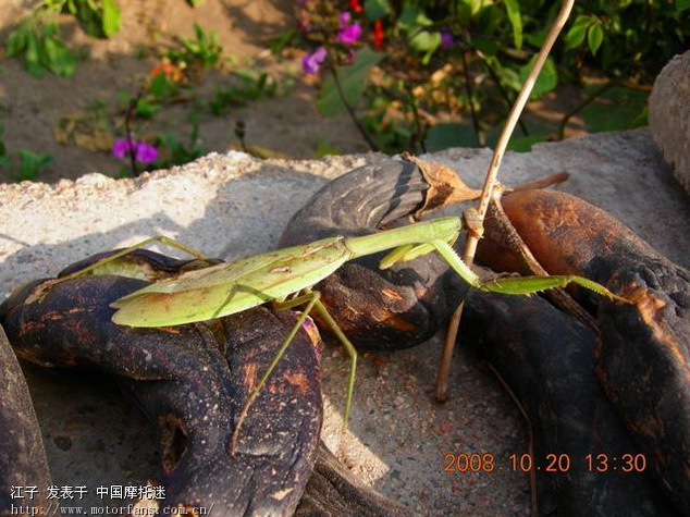 再发螳螂吃蛇 1080P高清截图 - 摩托迷水吧 - 摩托车论坛 - 中国第一摩托车论坛 - 摩旅进行到底!