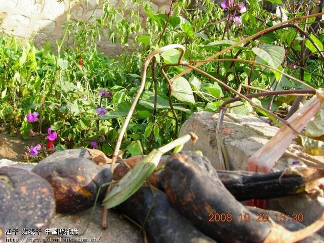 再发螳螂吃蛇 1080P高清截图 - 摩托迷水吧 - 摩托车论坛 - 中国第一摩托车论坛 - 摩旅进行到底!