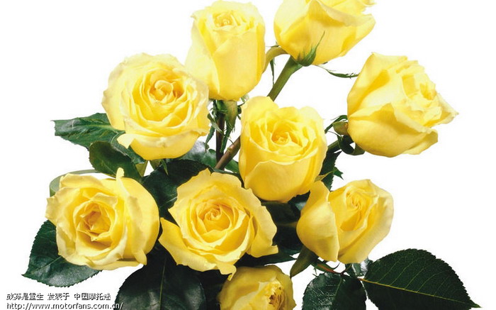你知道黄玫瑰代表什么吗? - 心情故事 - 摩托车