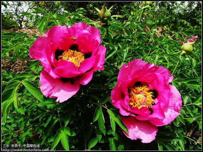 带老婆游青海小江南--贵德(2009年4月25日第4