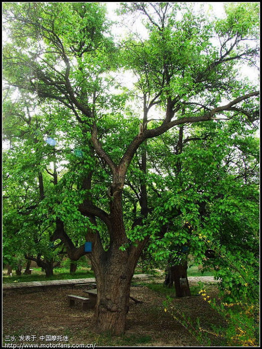 带老婆游青海小江南--贵德(2009年4月25日第4