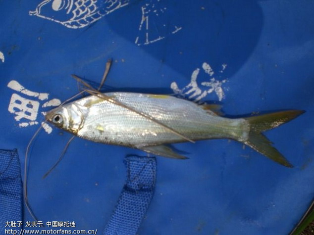 追寻,游钓黄尾子鱼 - 渔友之家 - 摩托车论坛 - 中