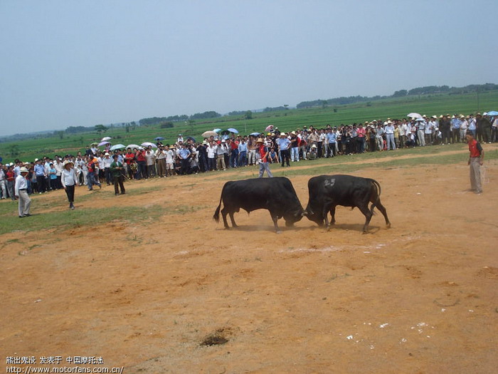 高安斗牛(农历五月十五)风头盖过大年 (6月7日