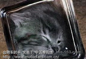 看看变态日本人做的盆景猫 - 摩托迷水吧 - 摩托