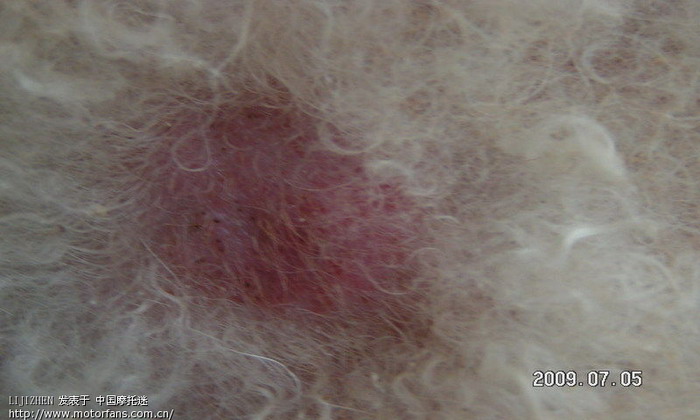 家里的贵宾狗剪毛以后不知道被传染到什么皮肤