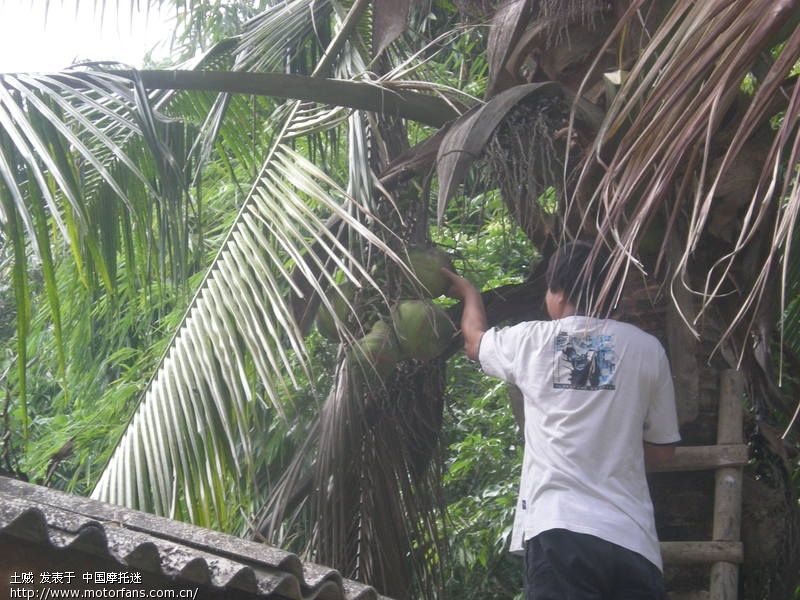 你们在版纳吃椰子,我在河口摘椰子 - 云南摩友