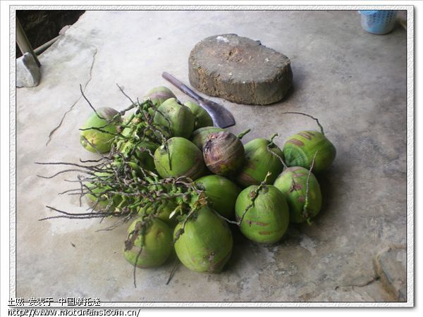 你们在版纳吃椰子,我在河口摘椰子 - 云南摩友