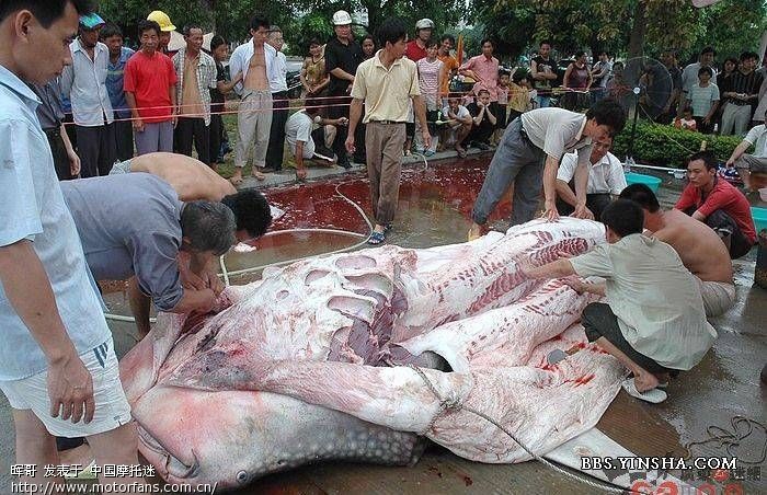 恐怖!在江西九江星子县兜底湖惊现吃人塘鲺! -